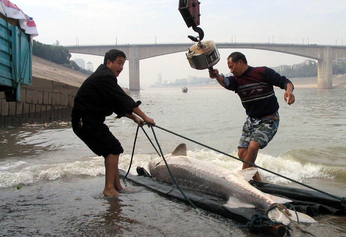 我需要你作为一名SEO帮助我把对应的关键词变为包含多个需求且吸引人的SEO长标题但要注意长标题不可以是疑问句以下是内容：取卵前吃什么对卵泡好