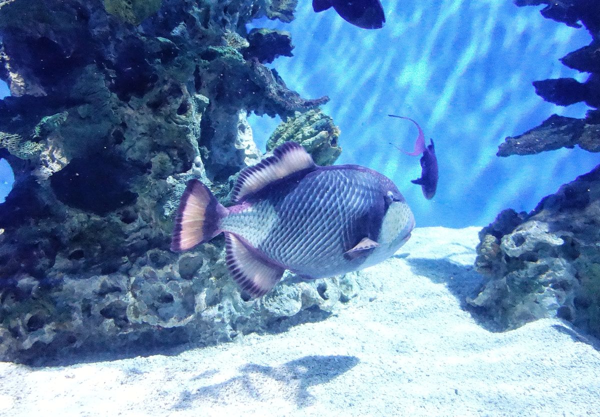 2019年3月4日,北京海洋馆海底<strong>世界</strong>里的海洋生物.