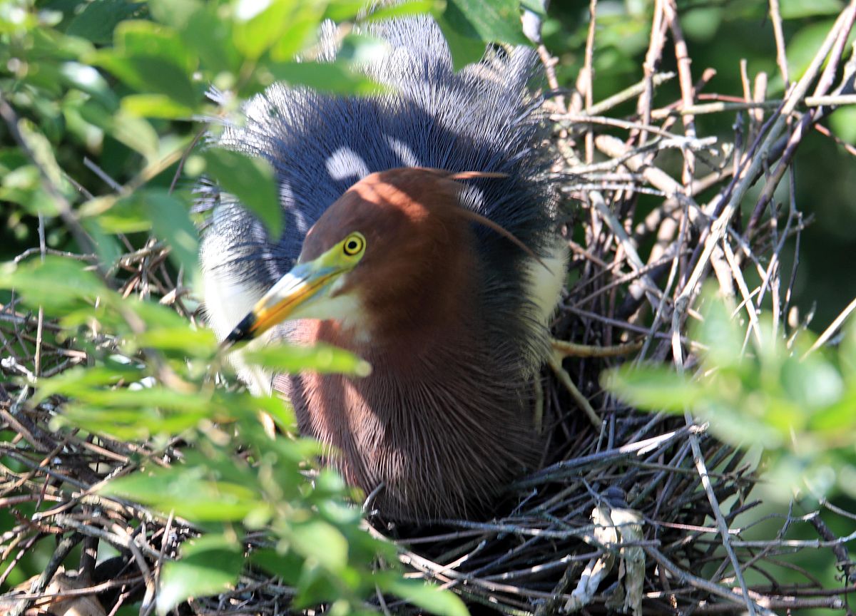 动物和植物如何繁衍后代？