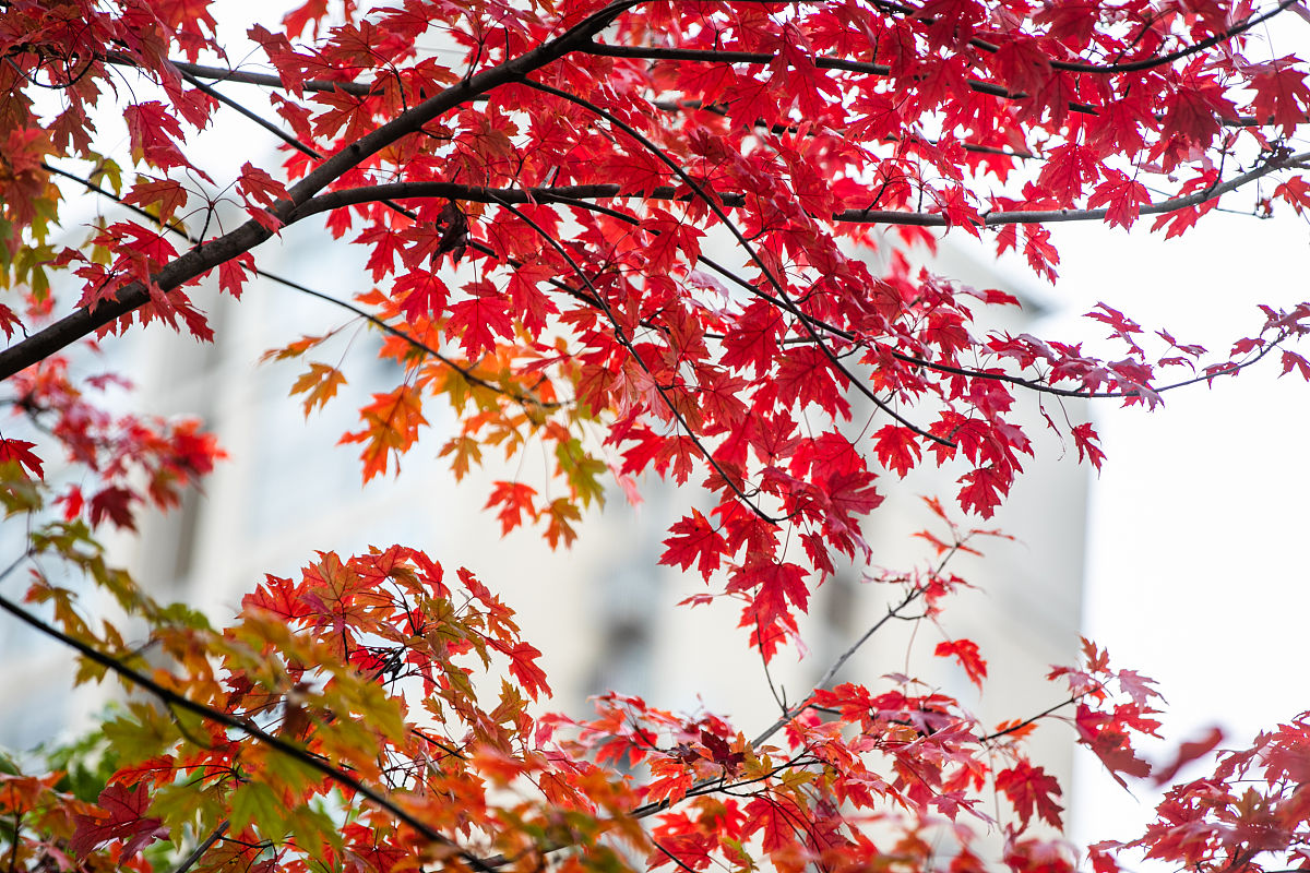 毕节读中专学校费用：学费、助学金及就业前景