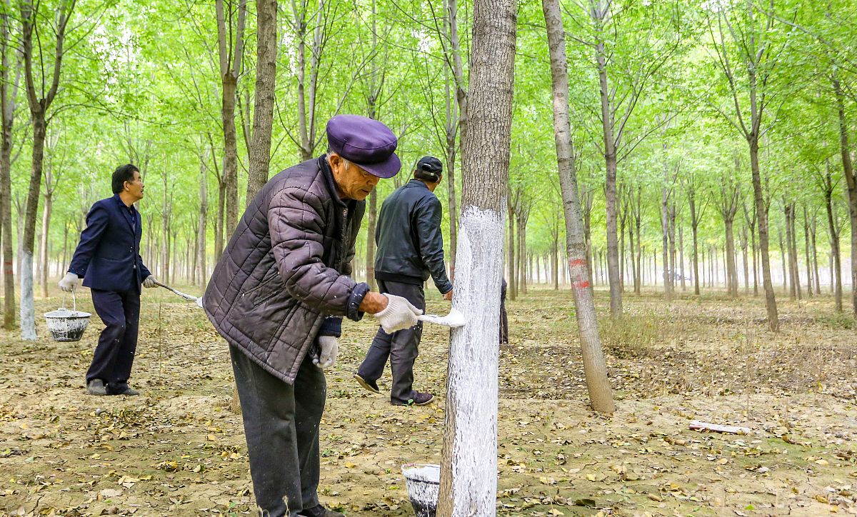 防风林养护标准回答加拓展。