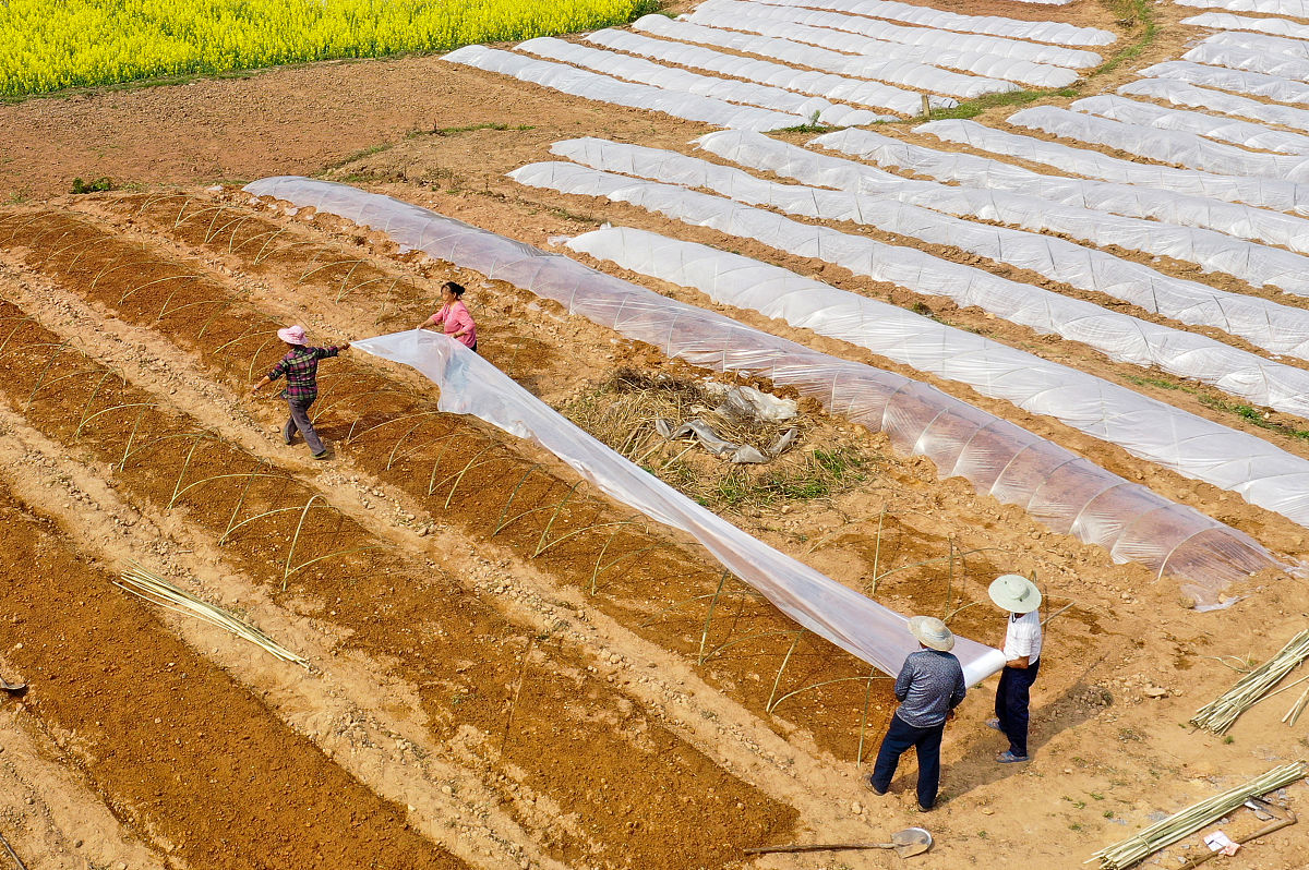 本研究拟在延安旱地农田实验基地通过设置两垄沟播、沟垄半盖集雨集水、半覆土平播三种类型的单因子随机性区域实验研究三种不同类型的土壤水分对土壤水分的影响。两个全膜式沟播试验：薄膜120厘米大的70厘米小的50厘米垄高10-15厘米在薄膜上的大、小的垄中间在每个沟道里放1排玉米粒；沟垄半覆盖集雨组：垄高10-15 cm垄与沟宽度各60 cm垄上覆薄膜在垄边裸露土地上种植两排玉米粒；半膜平放对照：不设沟垄