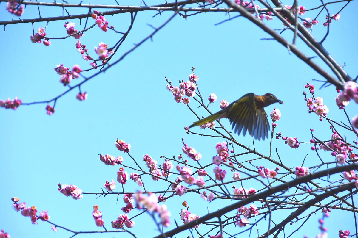 春天来了燕子从南方飞来改成拟人句