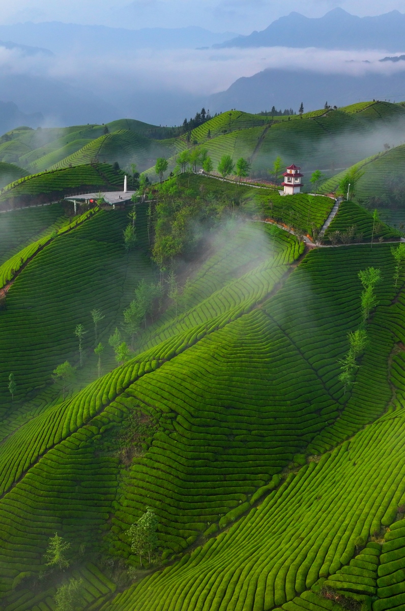 茶田旅游攻略,茶田旅游攻略一日游