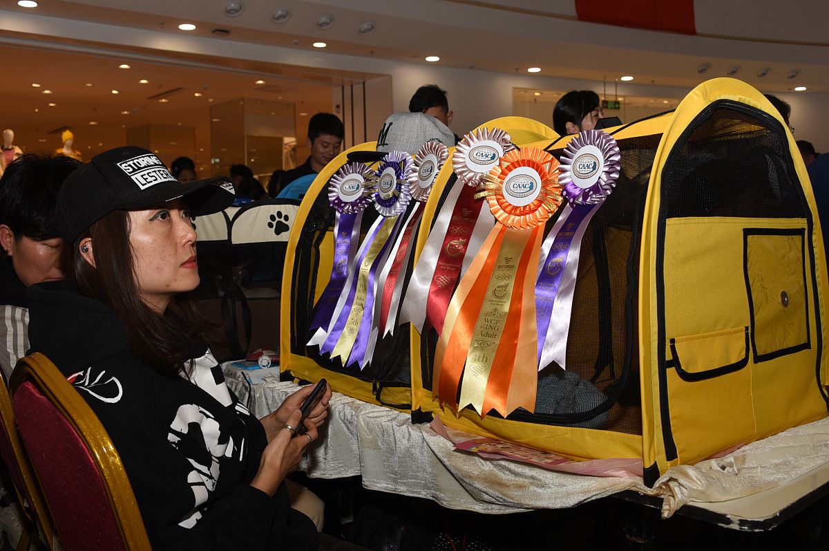 2019年11月9日,河南平顶山举行caac伴侣猫优生繁育展(平顶山)暨鉴定赛