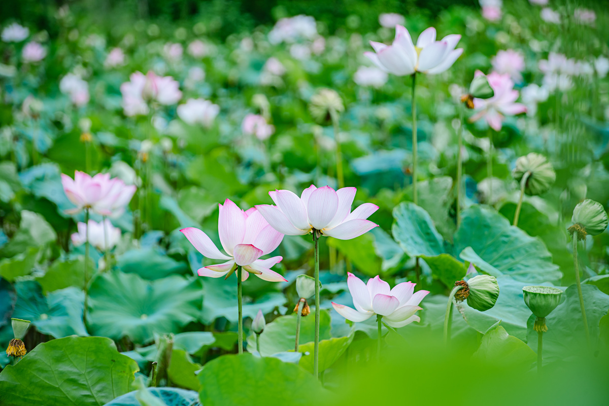写个关于荷花的作文荷花是一种美丽的水生植物被誉为荷塘月色的主角。它具有清新的香气和令人沉醉的美感经常被用来象征高雅和纯洁。荷花生存于池塘或水边需要充足的阳光和营养物质才能茁壮成长。在春夏季节它们会展开鲜艳的花瓣花瓣盛开时仿佛在水面上漂浮着一朵朵精致的彩色乌云。荷花的颜色有红、粉、白、黄、紫等多种选择每一个颜色都给人们带来不同的视觉体验。不仅仅是视觉享受荷花还有许多其他的好处。它们可以净化水质吸收有