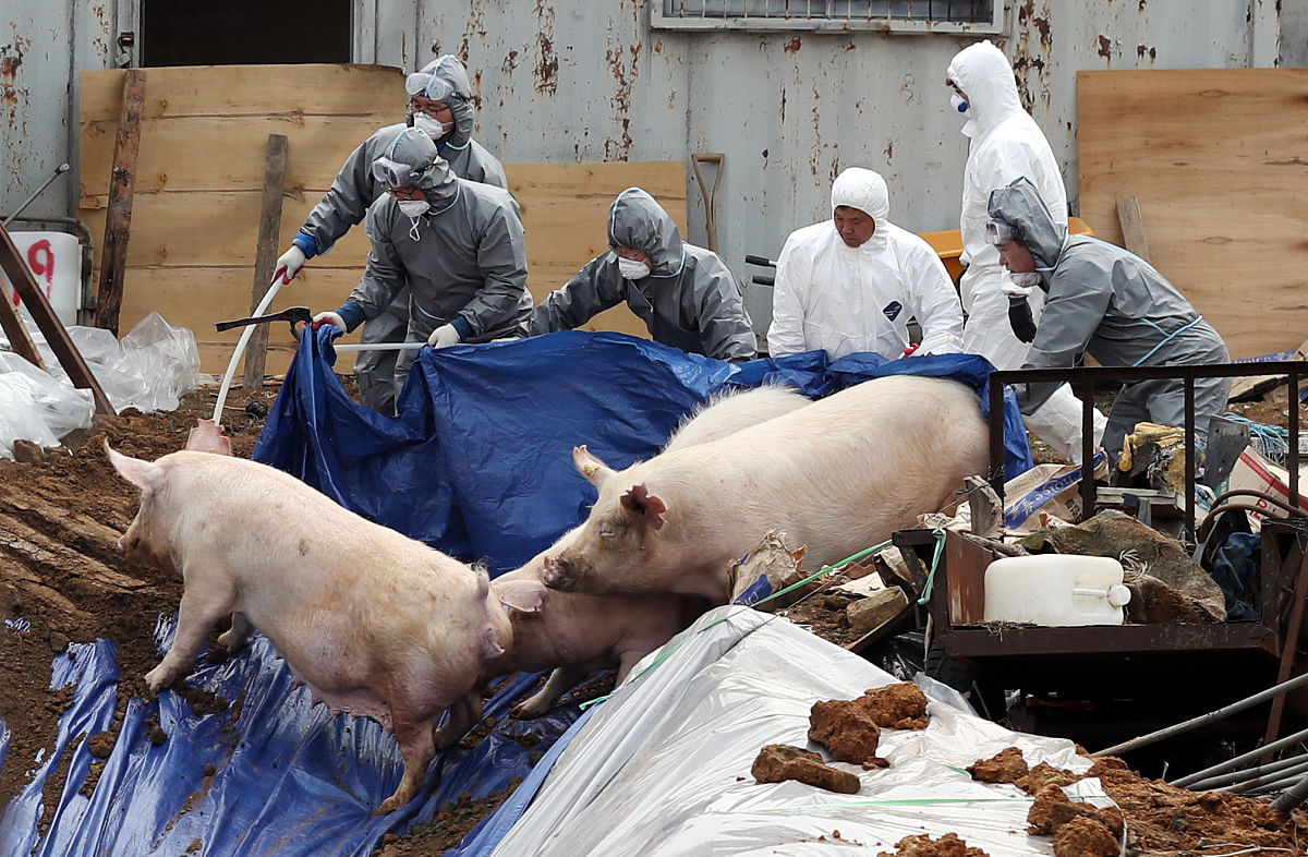 猪场疫病防控不力：潜在风险及应对措施