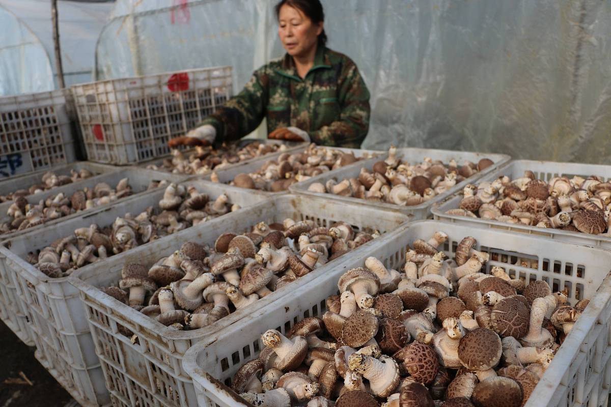 食药用菌专科课程有哪些？用发