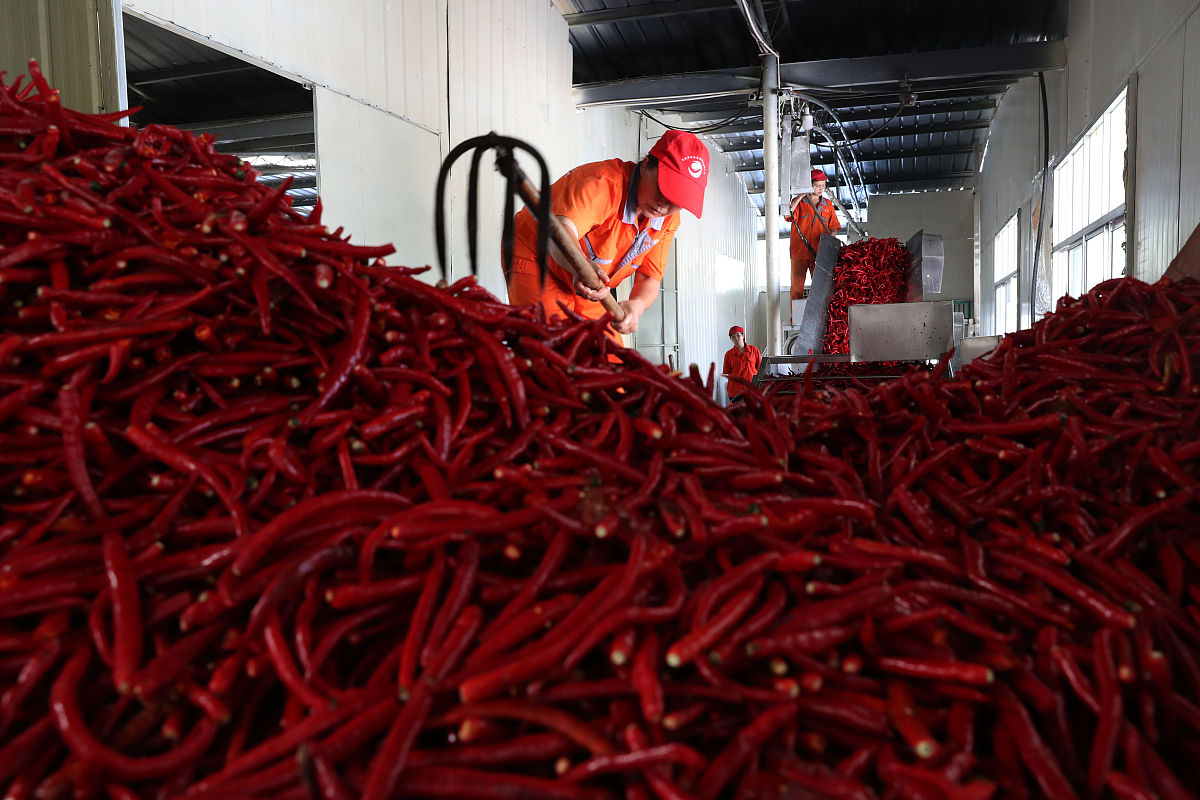 辣椒产业集群助力出口增长，目标市场覆盖中国及其他国家