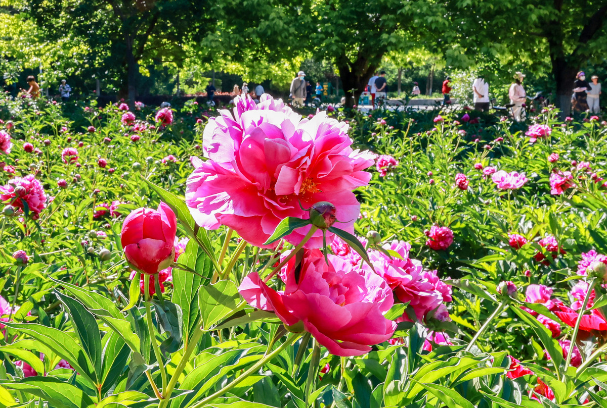 仿照课文中表达鲜花开放的语句写一写牡丹花