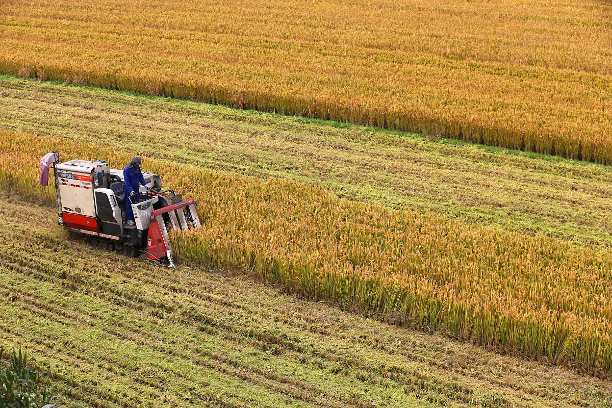   2015年11月4日,江苏南通,收割机在"全托管"的田里收割水稻.