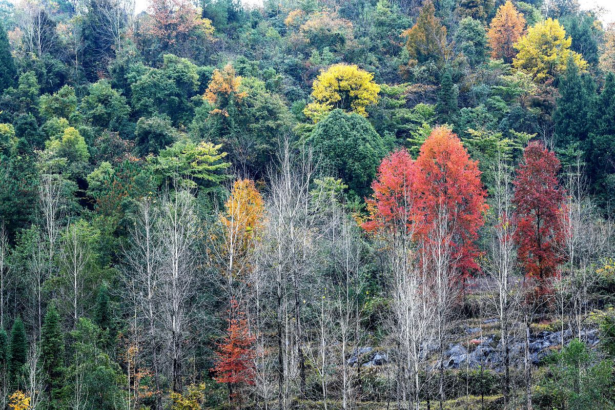 重庆不要分数的卫校有哪些用发