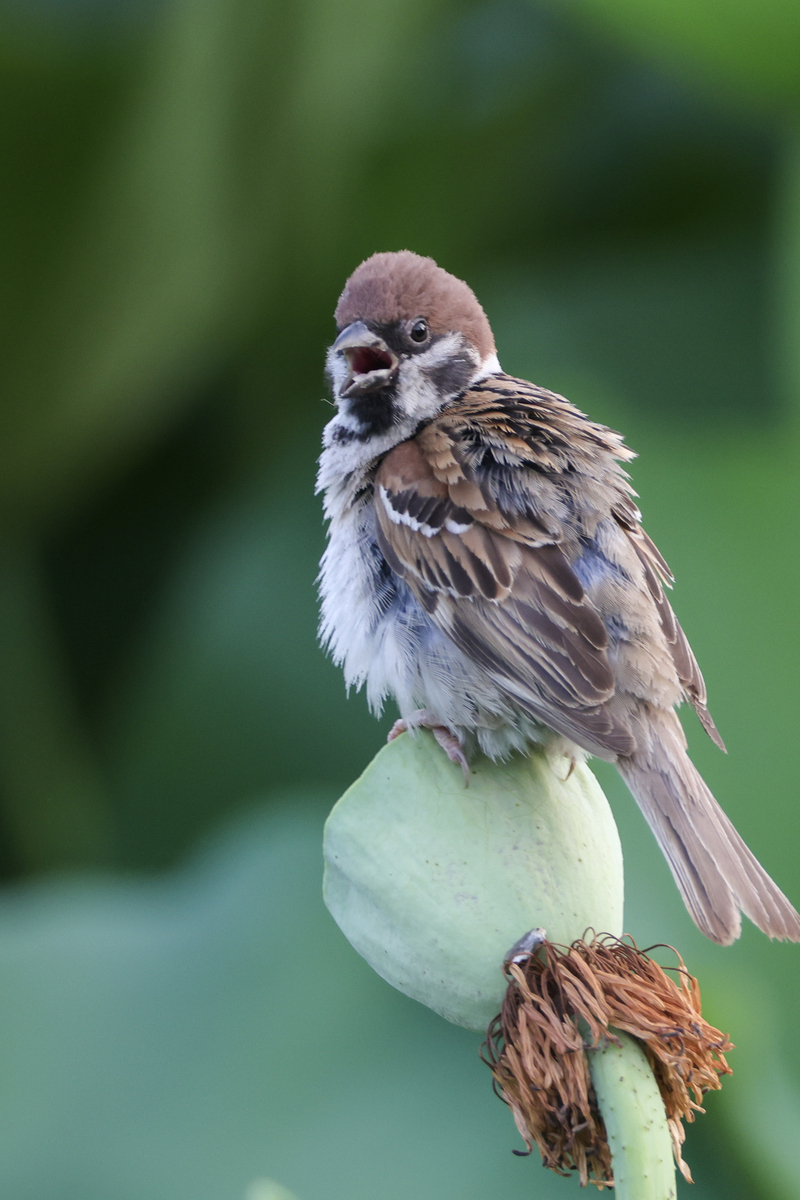 鸡生肖为什么像麻雀用250字帮我详细描述