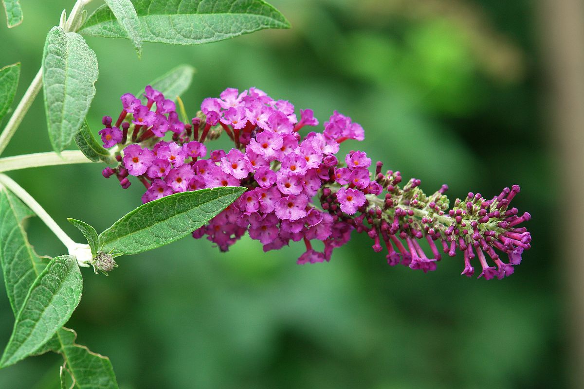 火烧阳木败家子是什么生肖，