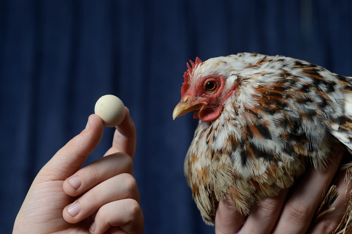 2013年3月14日消息(具体拍摄时间不详),英国南安普顿,alessandro和mat