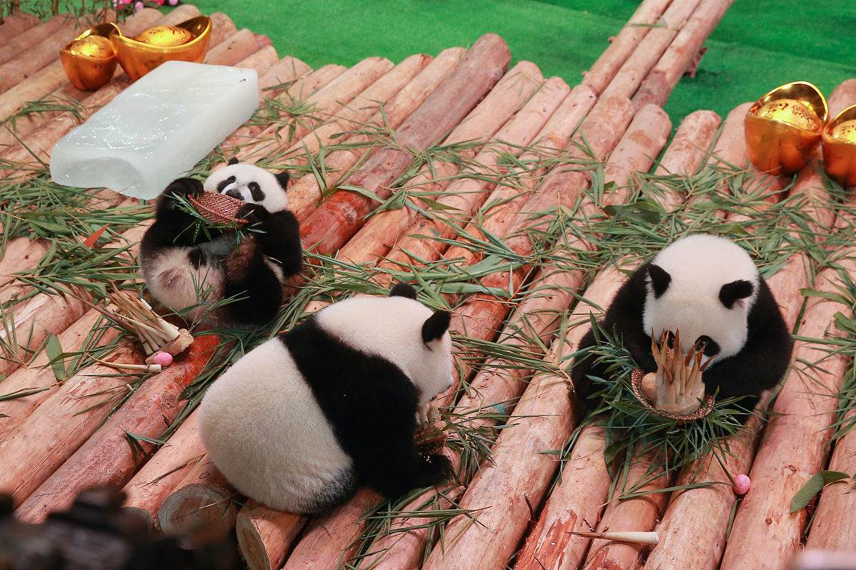 小学生作文暑假期间从常州坐高铁去广东长隆野生动物园游玩终于见到了梦想中的大熊猫它是全国唯一一对双胞胎虽然游玩中下了下雨但是不影响游玩的兴致