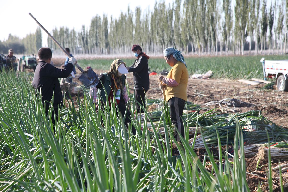 内蒙古乌兰察布市后旗沙葱种植帮我用200字详细描述
