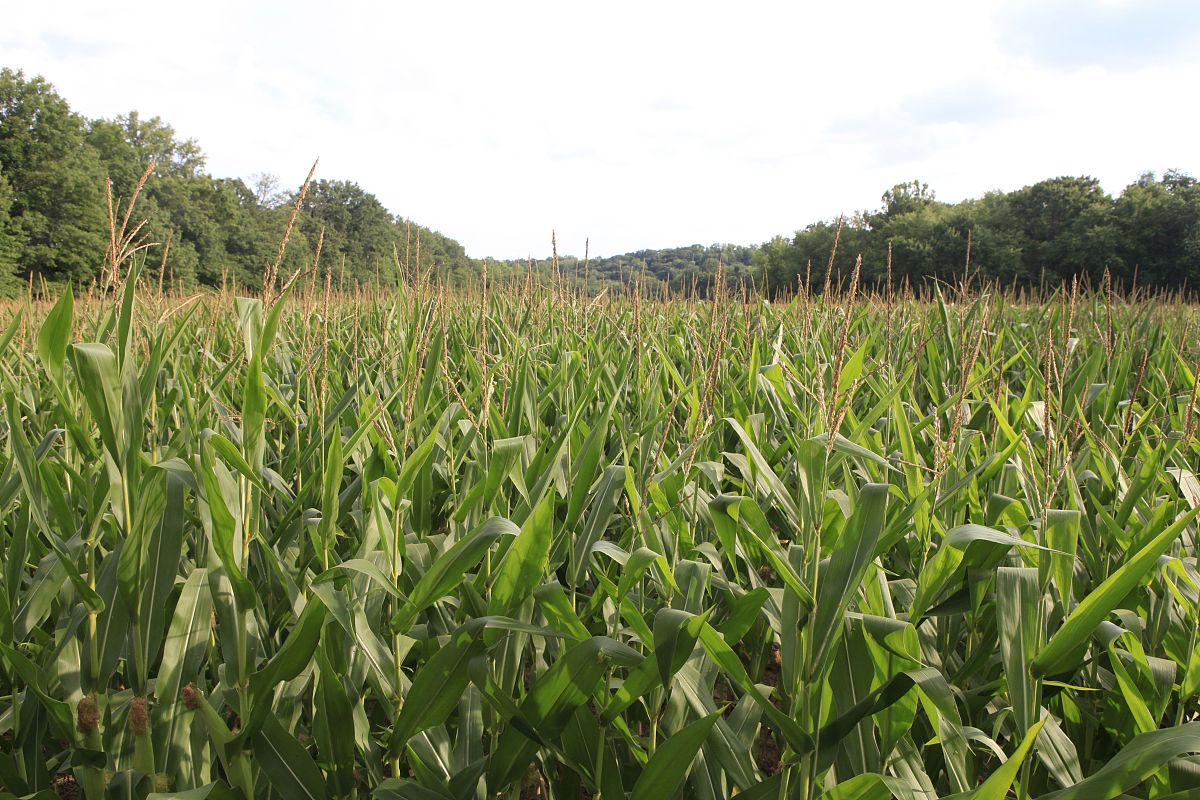 潍坊工程职业学院农业生物技术专业优势怎么样发展前景好不好呢