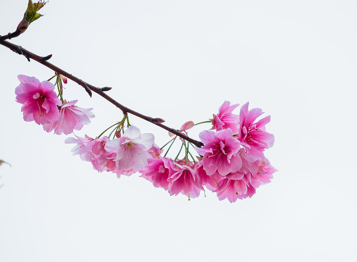 四川省最好的汽车技术专业大专院校排名 - 寻找最适合你的汽车技术学习之路