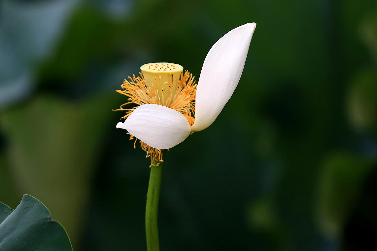 西安市园林技工学校毕业生就业前景怎么样？