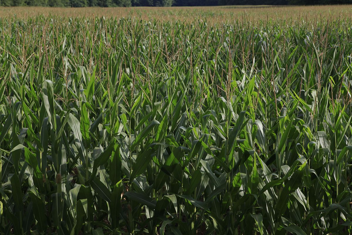 曲靖农业学校2019年五年制大专招生设置