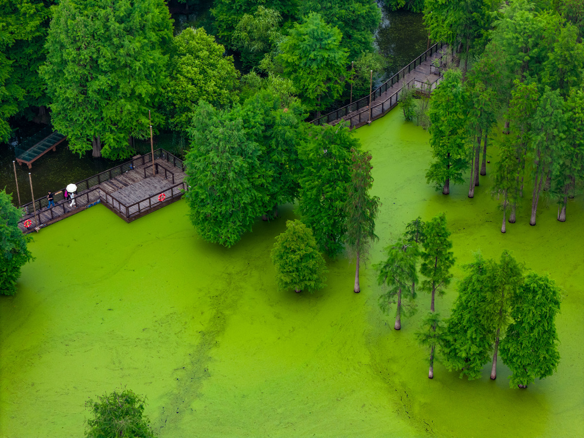 1982年跑体育的外国记者都被圈粉了！'绿色杭州'魅力无限
