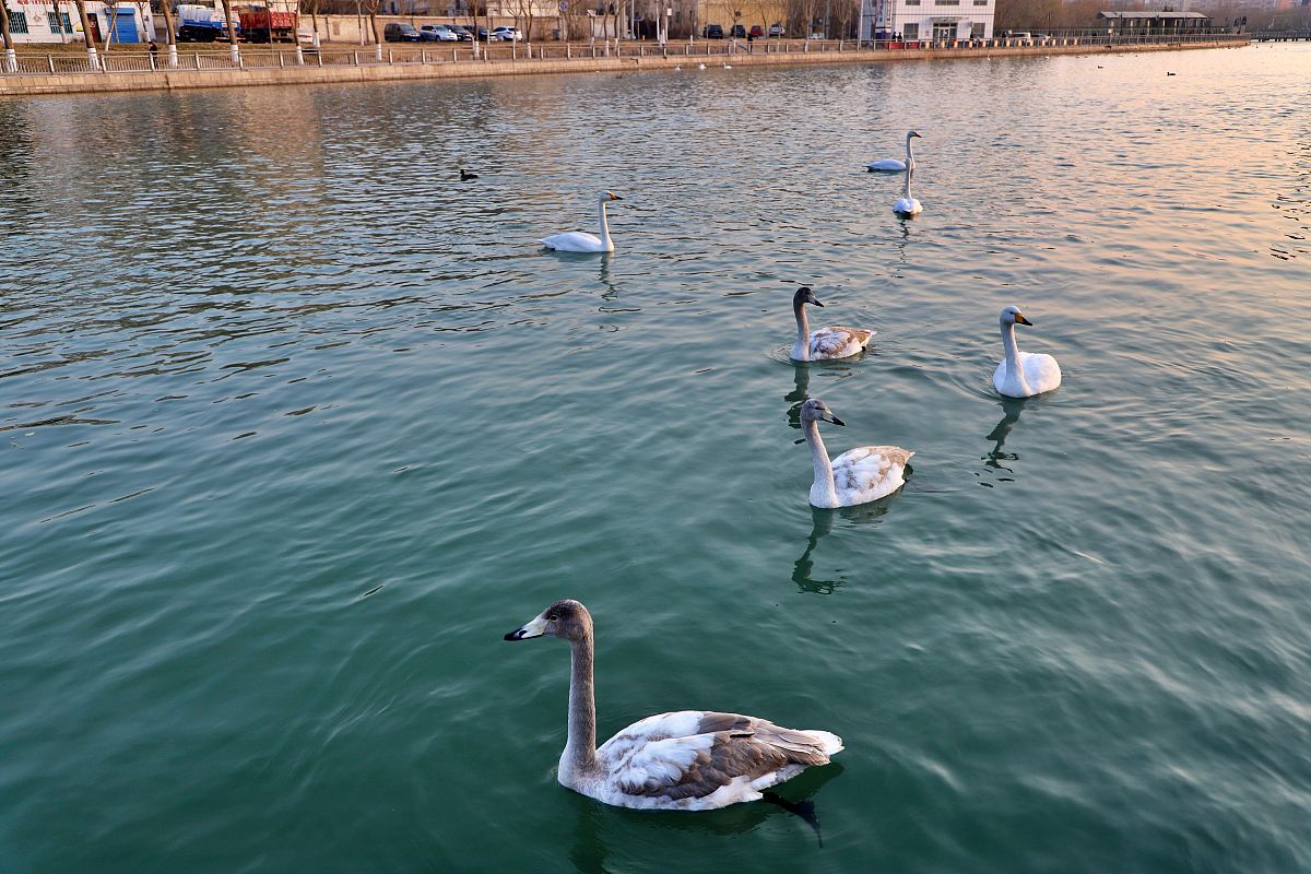 2020年国内最高气温