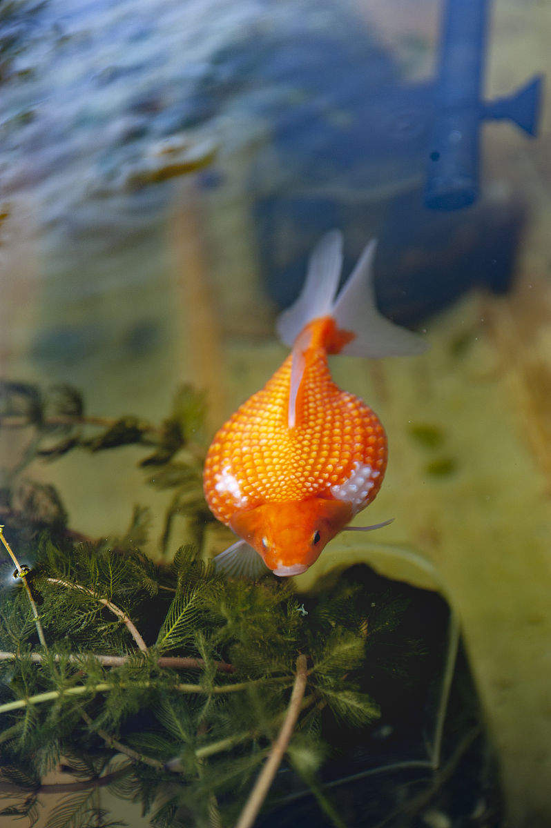 兰寿鱼怎么养？新手养兰寿鱼的完整指南