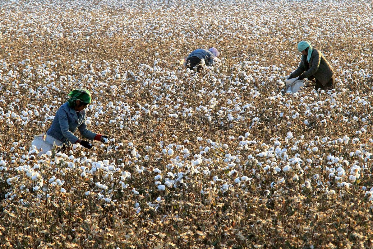 棉花用途大揭秘：除了衣物还能做什么？