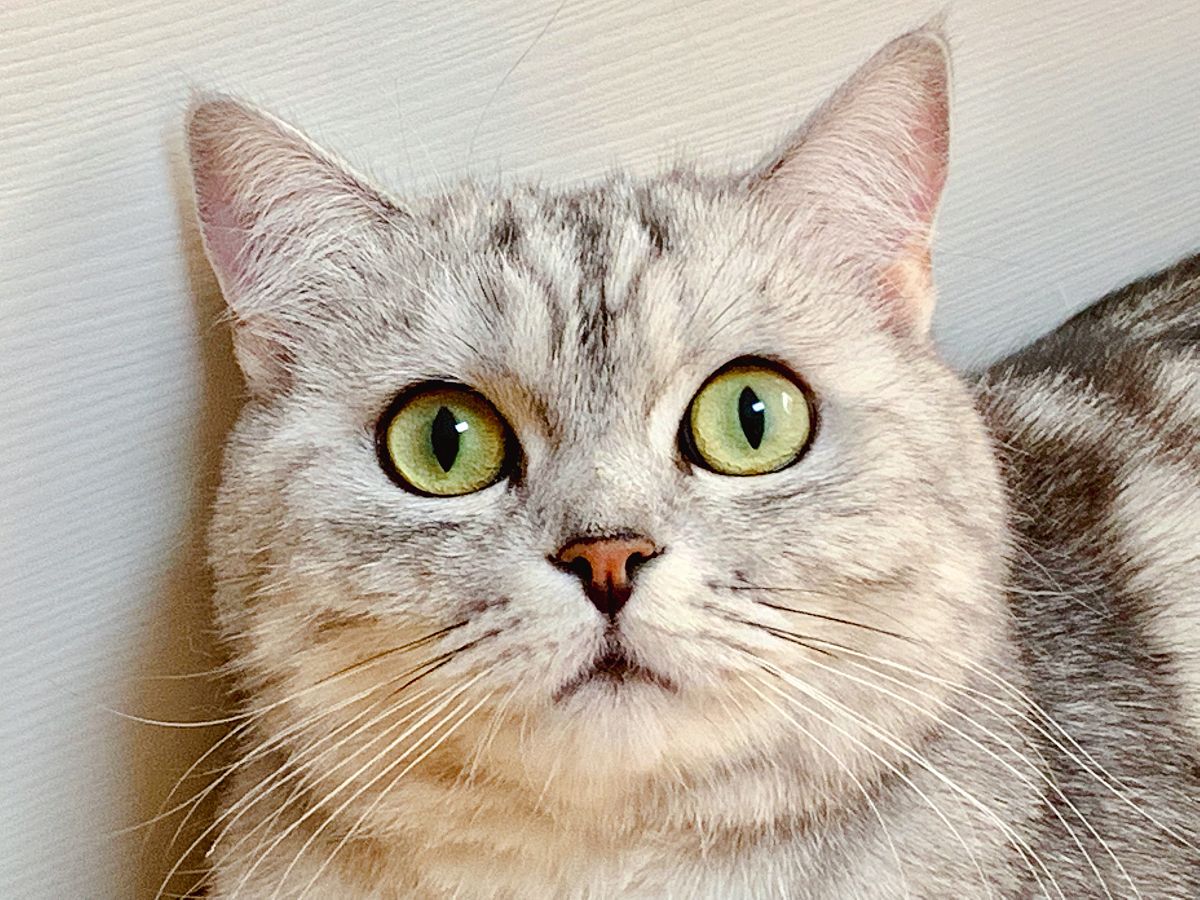《温香暖玉》猜一个生肖帮我用200字详细描述