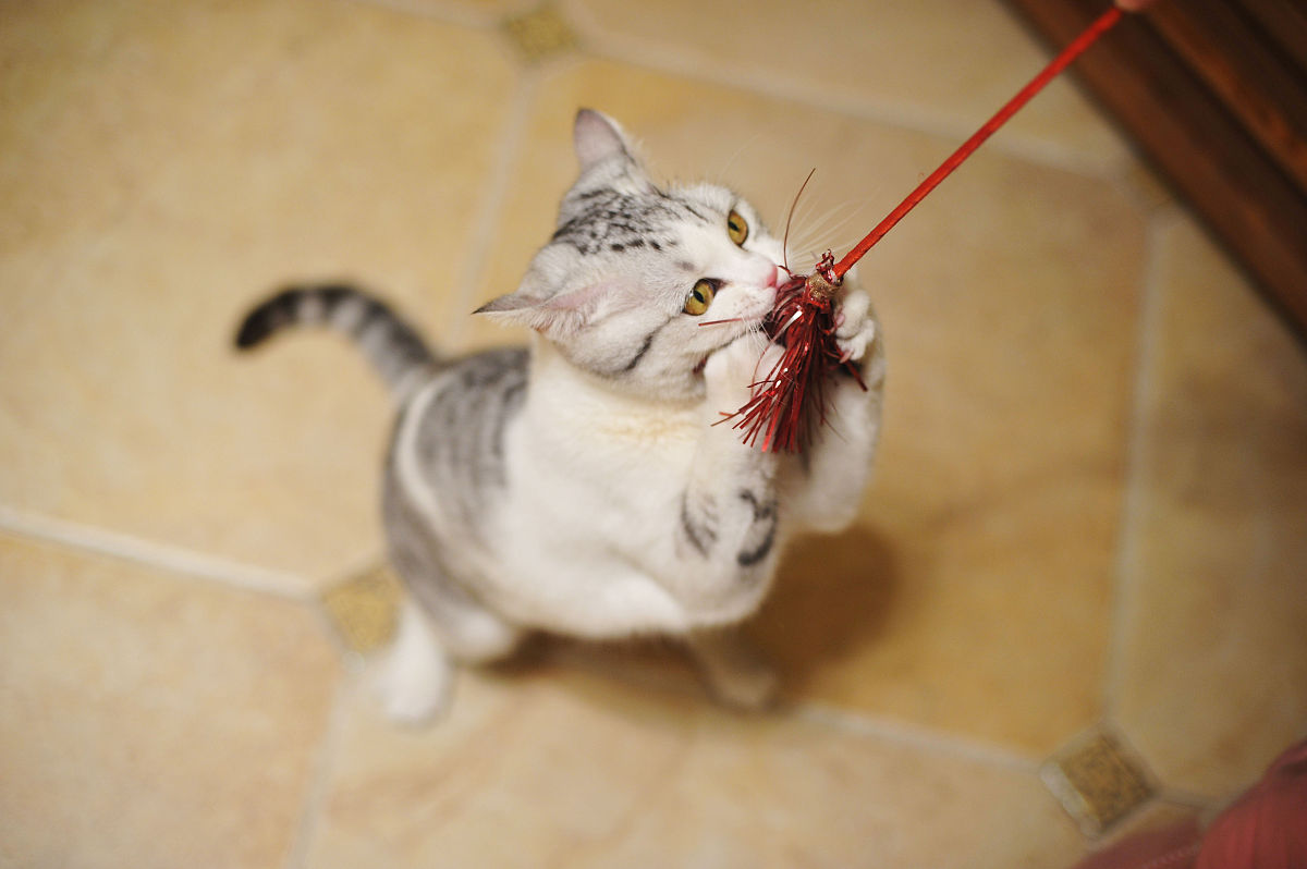 购买了逗猫棒如何好评