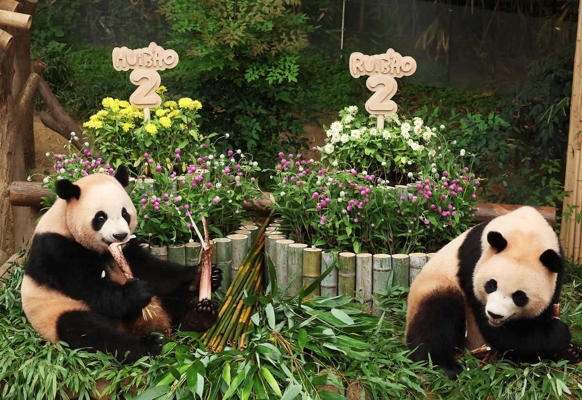 丫丫回国后应该展出吗？专家建议慎重考虑