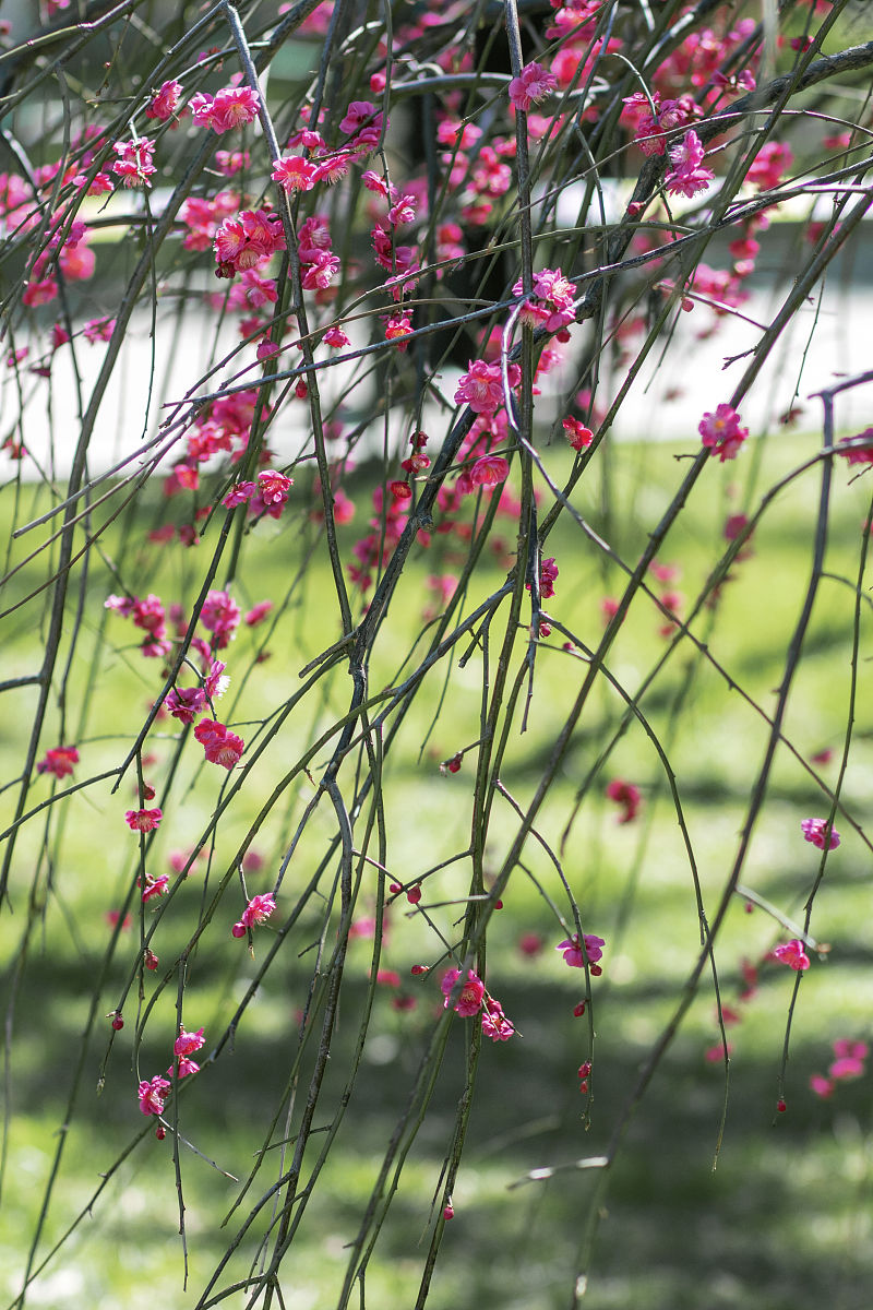 帮我写一首七言诗要求体现校园春日美景花从石缝生出大自然的奇妙生机