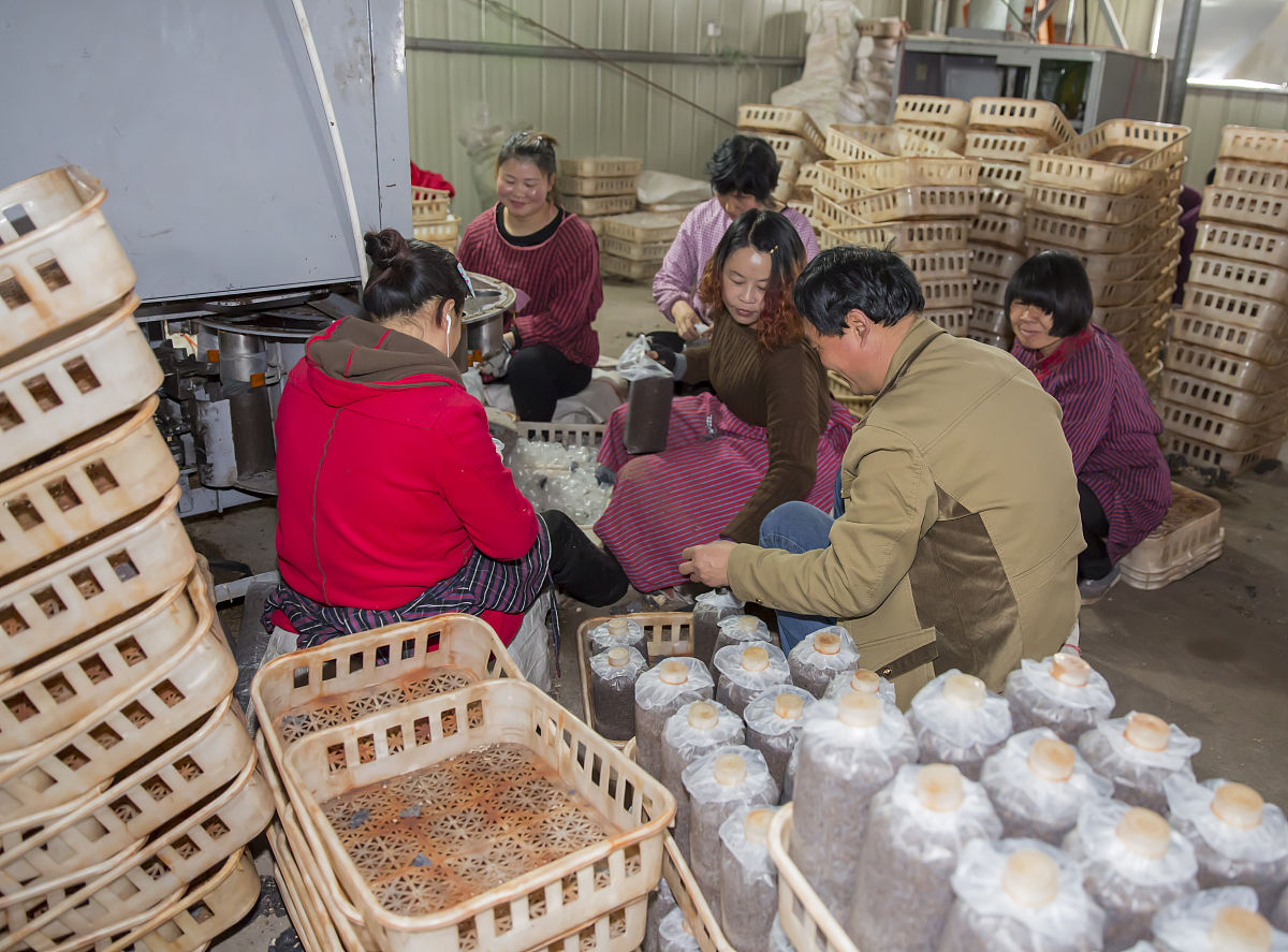 蘑菇包装工：职业介绍