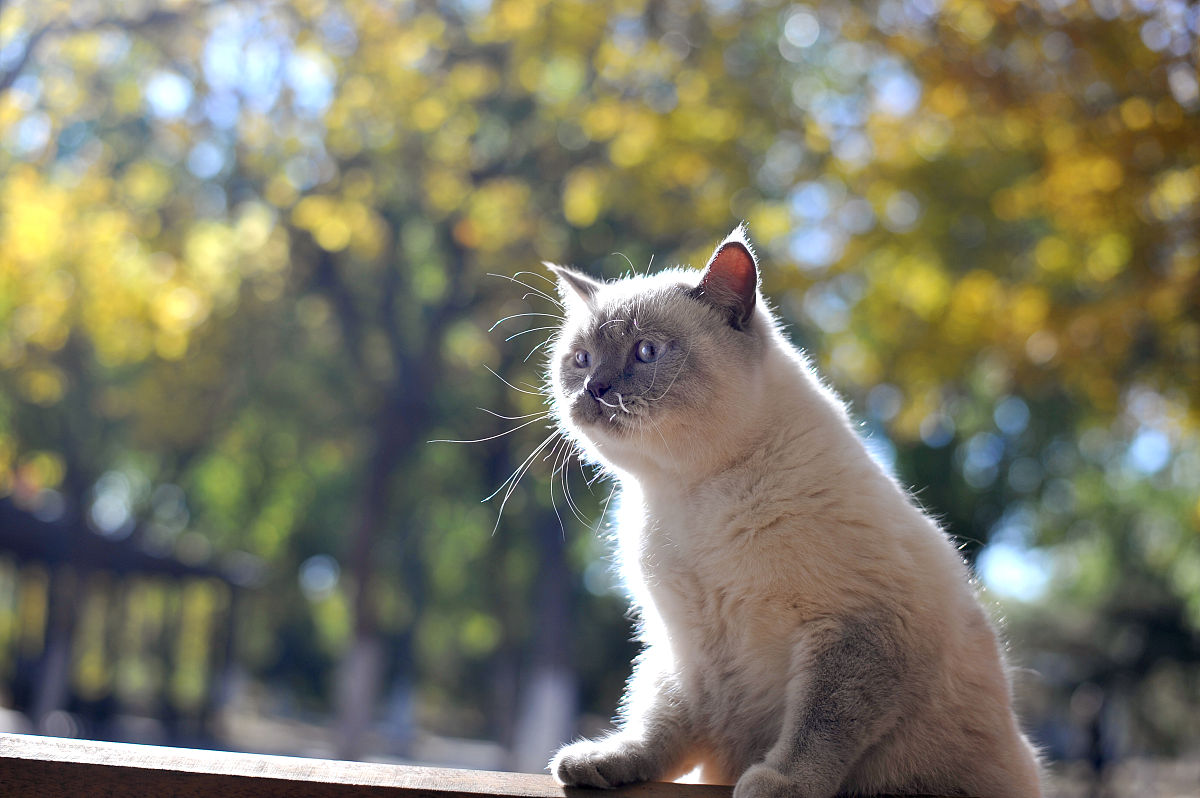 2017年11月3日,北京东小口森林公园,萌猫秋日"高清写真",红叶丛中萌态