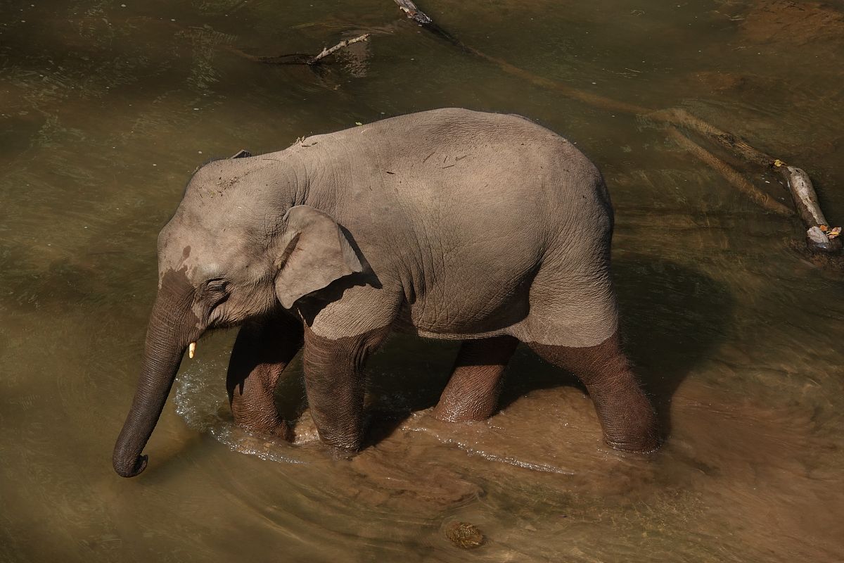 什么情况下老鼠能吃掉大象