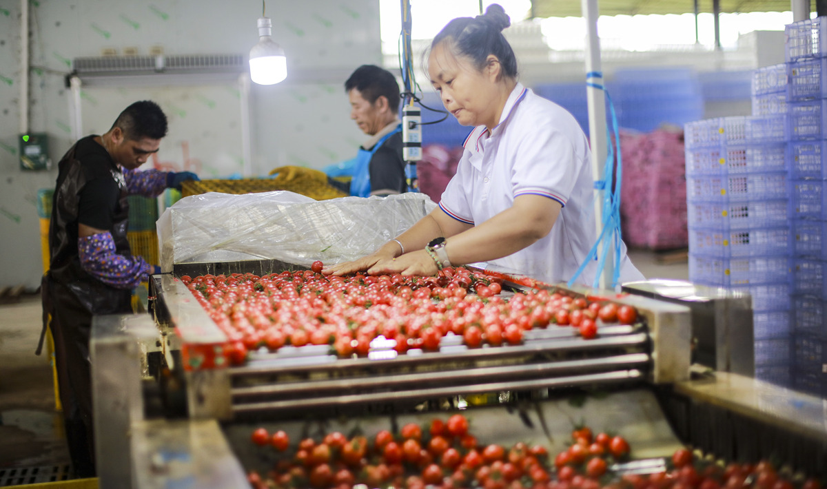贵州阡陌'黄金果'设备助力枇杷次果变废为宝，赋能乡村振兴