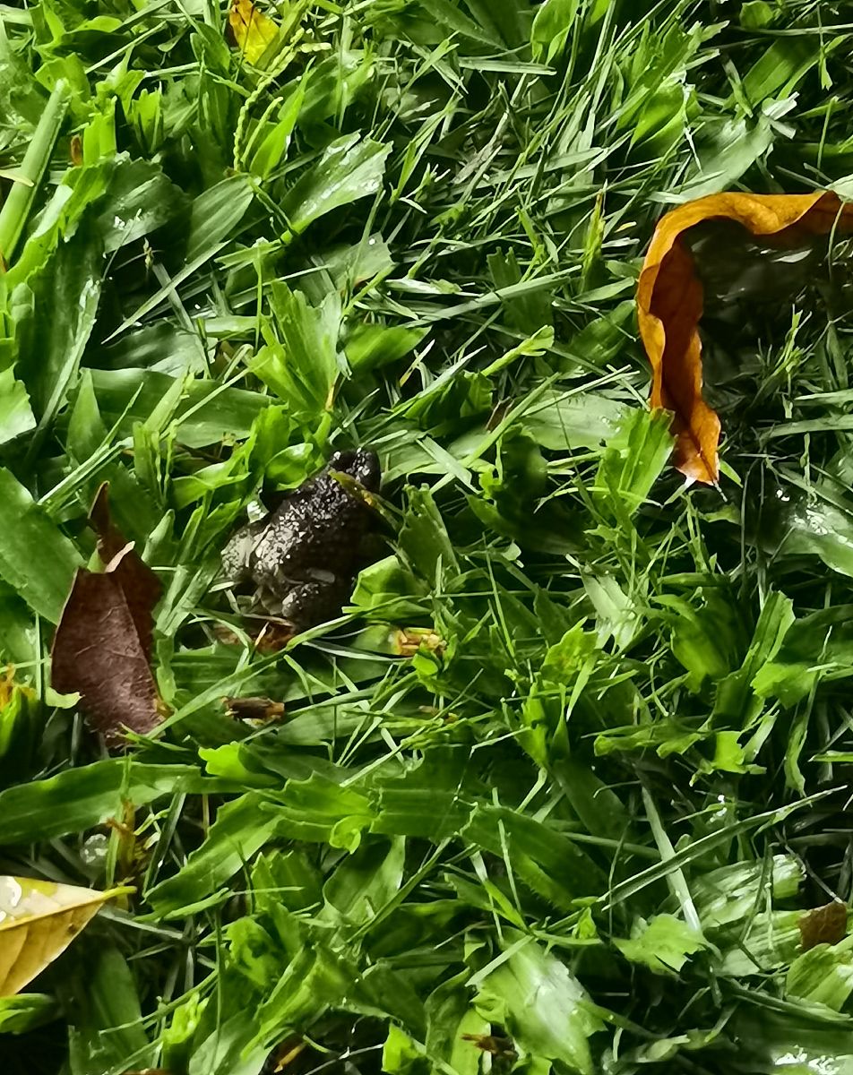 延吉市林蛙养殖和林蛙产业情况结合当地林蛙养殖的数据和地区数据进行描写延吉市林蛙产业发展大约600字