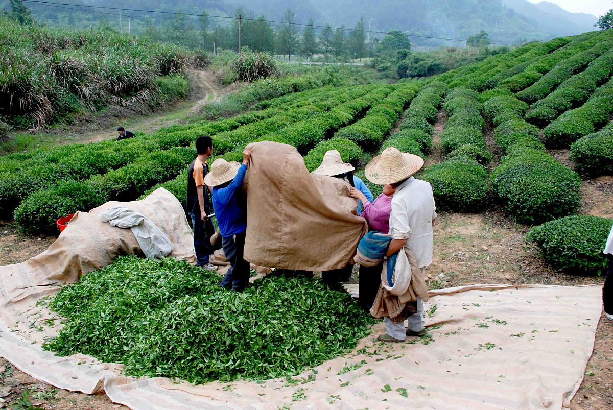 柏泉茶场调研报告：武夷岩茶生产与市场竞争力分析