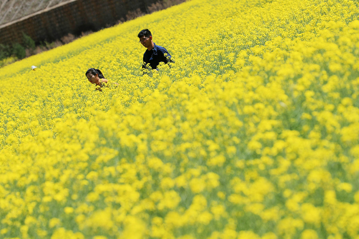 2019年3月3日,云南保山,游客在山口村的油菜花田内赏花拍照.