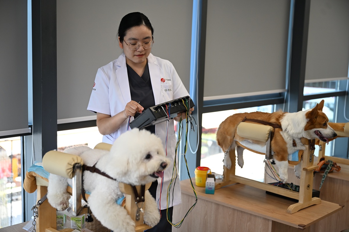 宠物的适当照顾：给予宠物爱、关怀和时间