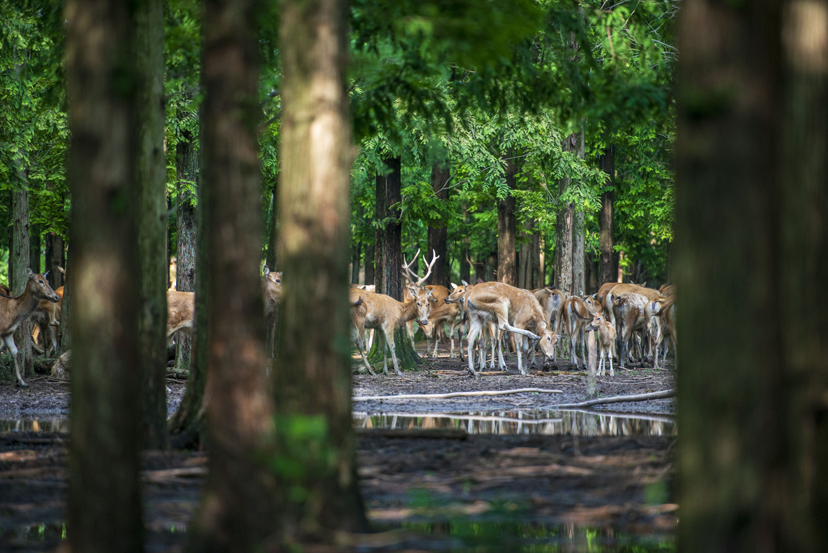 林雅之旅：自然与文化的完美融合
