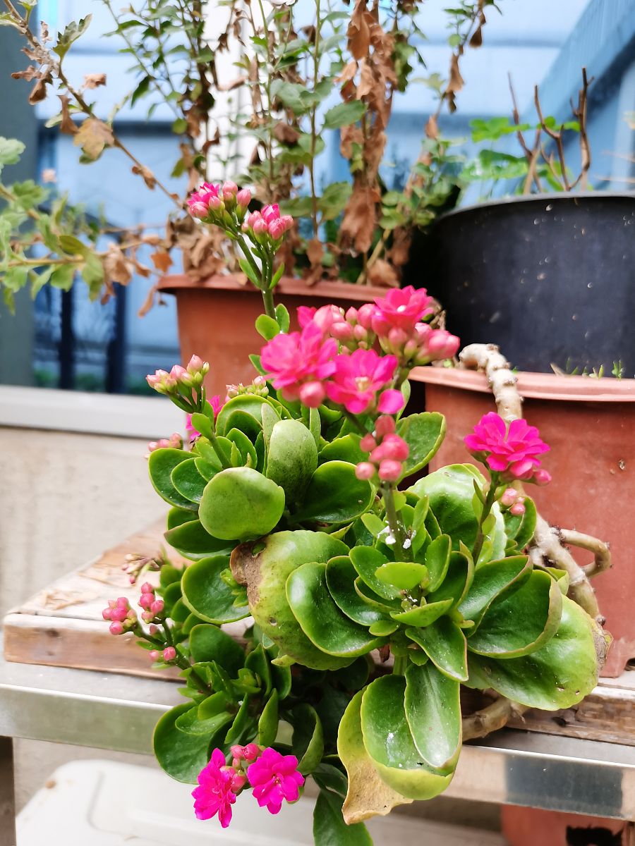 长寿花喜欢阳光吗？会晒伤吗400字