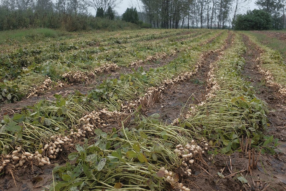 花生播种时间及方法，高产种植技巧分享！