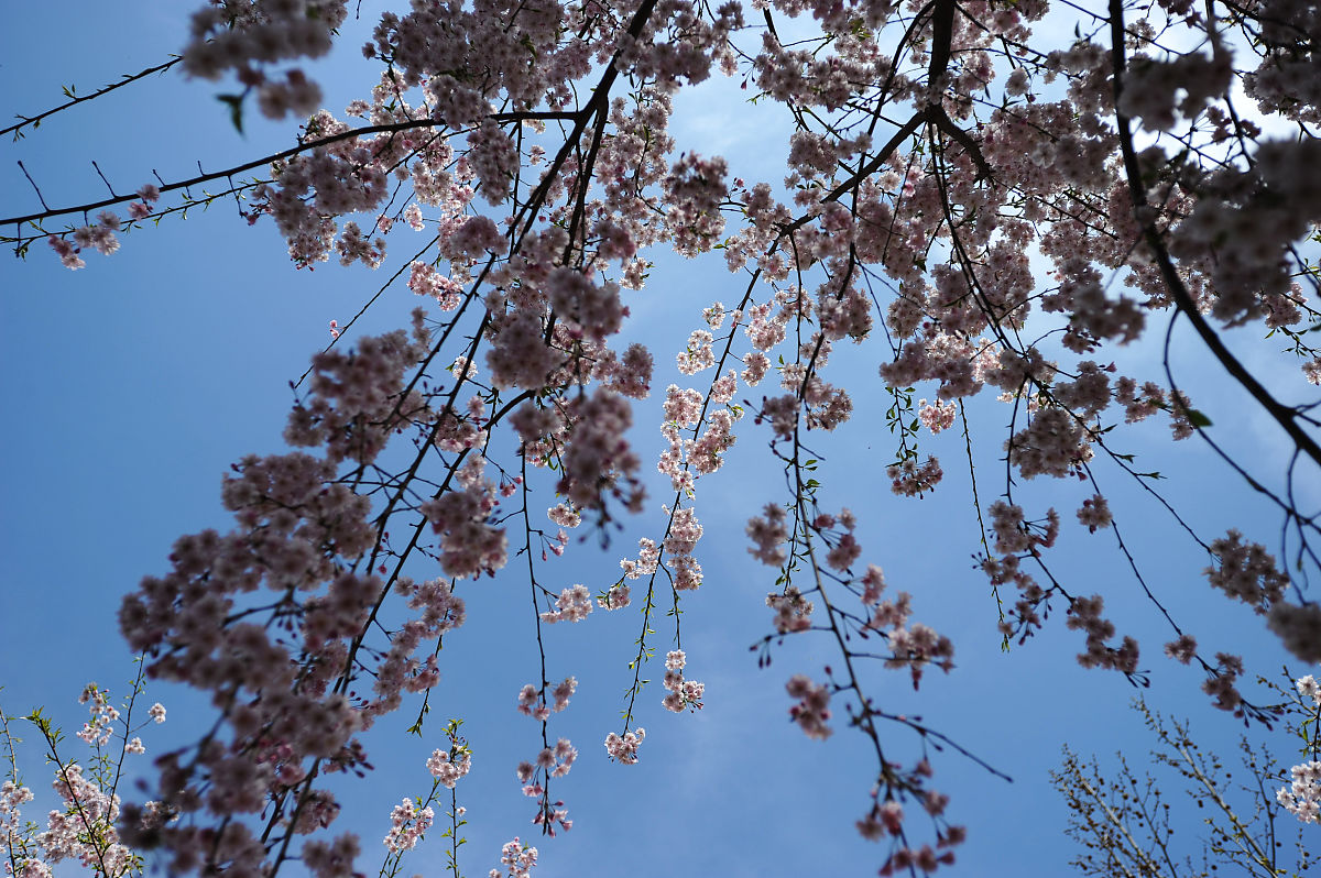 小学三年级春游记：欢乐无限，美好难忘