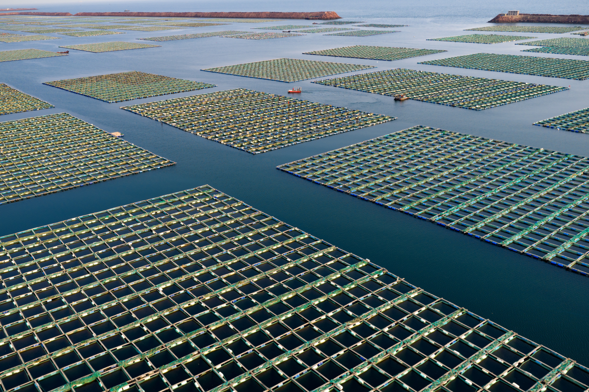 桁架式网箱优缺点分析：稳定抗风，但成本高维护难