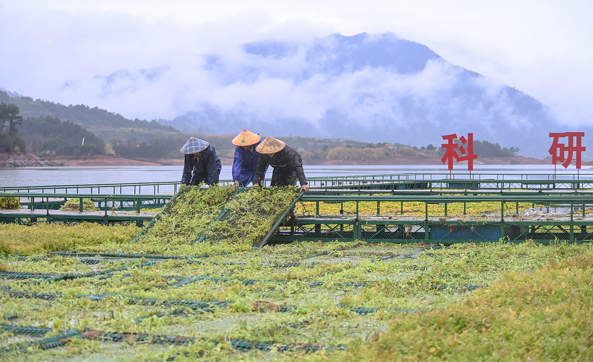 淳安育才学校2022年招生电话-淳安县优质学校