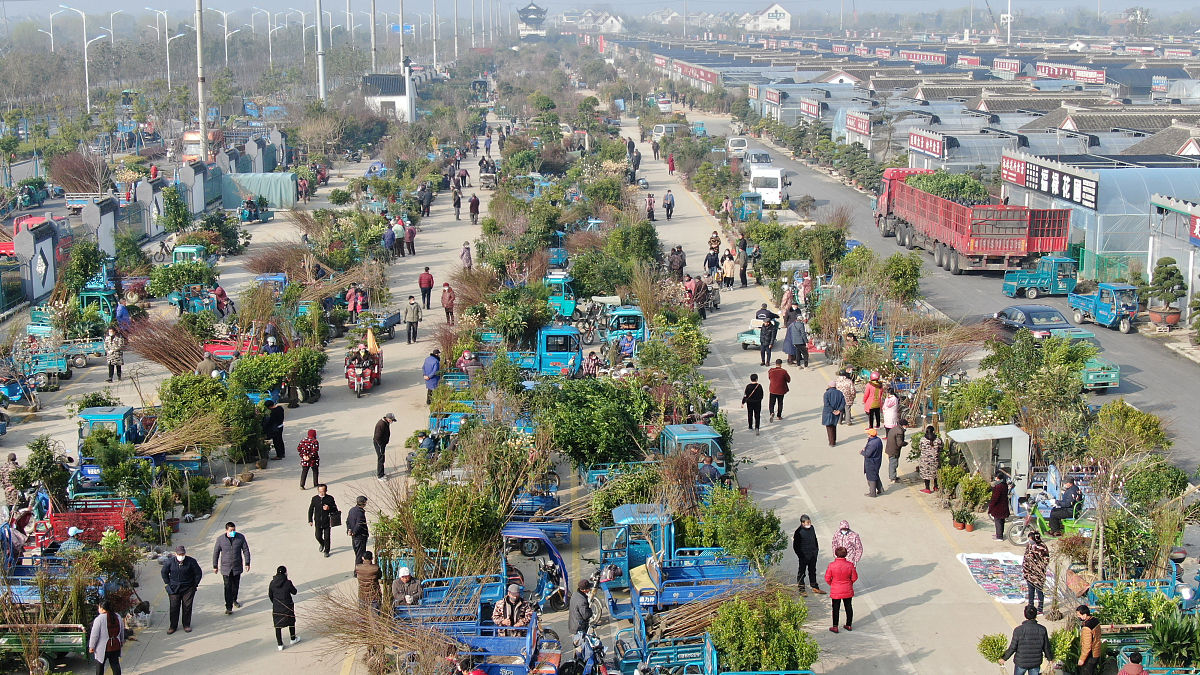 2020年3月12日,当日是一年一度的植树节,在江苏如皋花木大世界新开辟