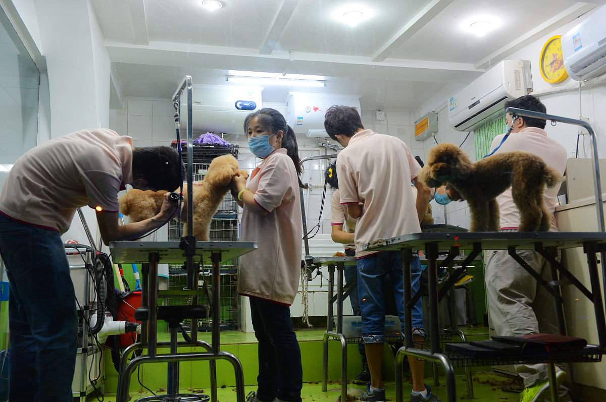 宠物临床诊疗技术专业就业怎么样好就业吗