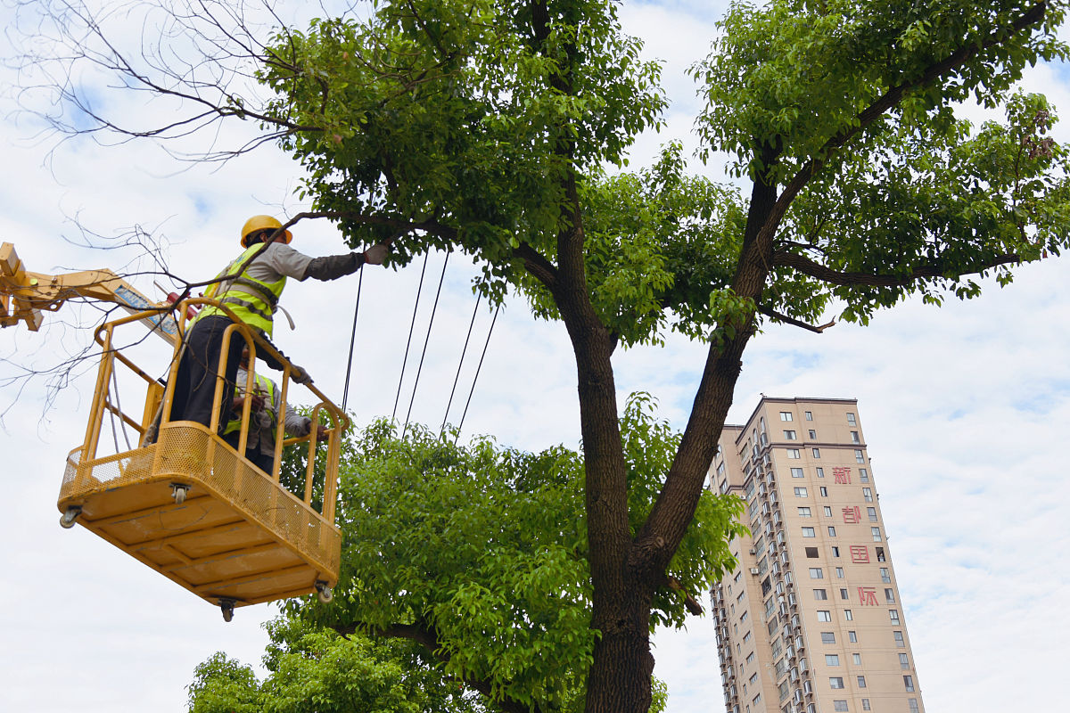 乔木修剪的背景和意义是什么